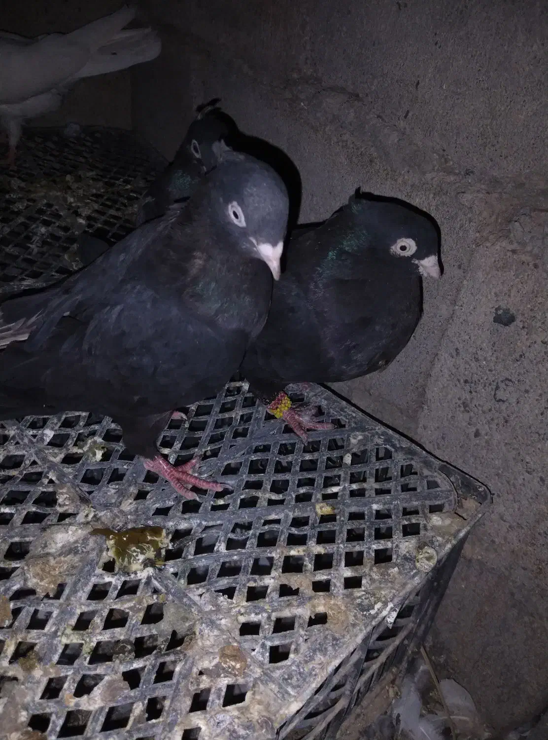 فروش کفتر زاغ|پرنده|ریگان, |دیوار