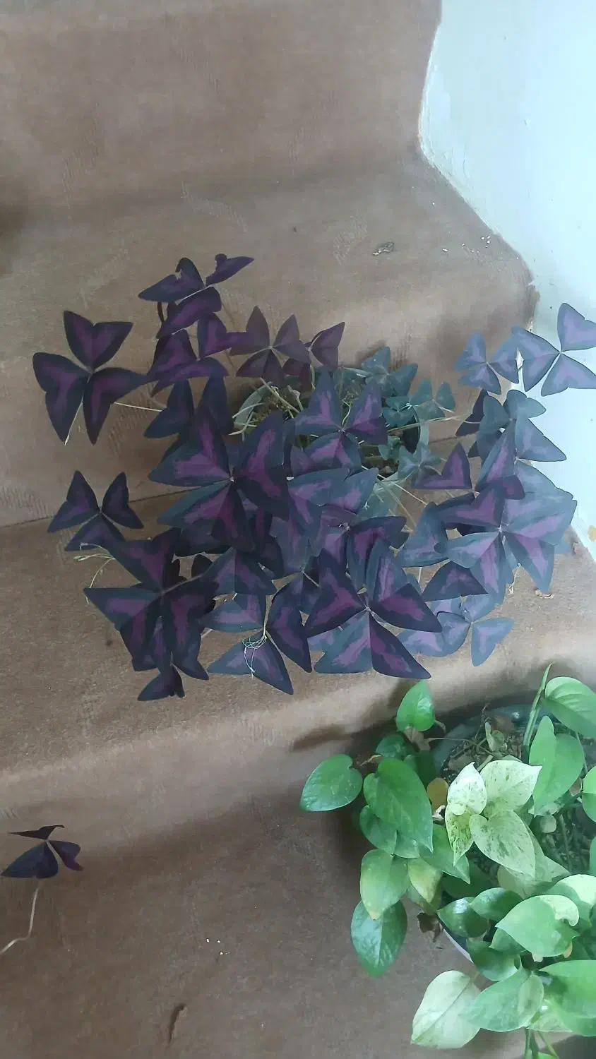 انواع گل طبیعی|گل و گیاه طبیعی|سقز, |دیوار