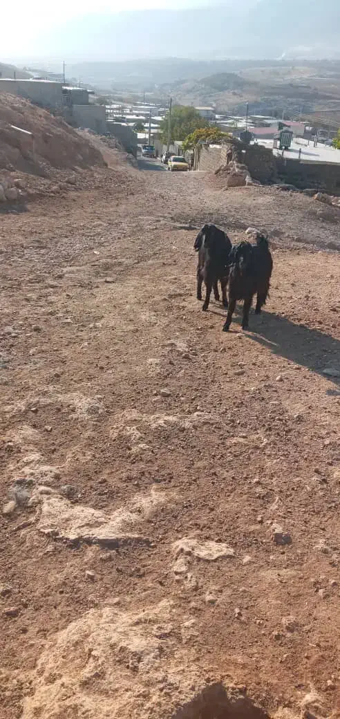 بز مدت دار|حیوانات مزرعه|دزفول, |دیوار