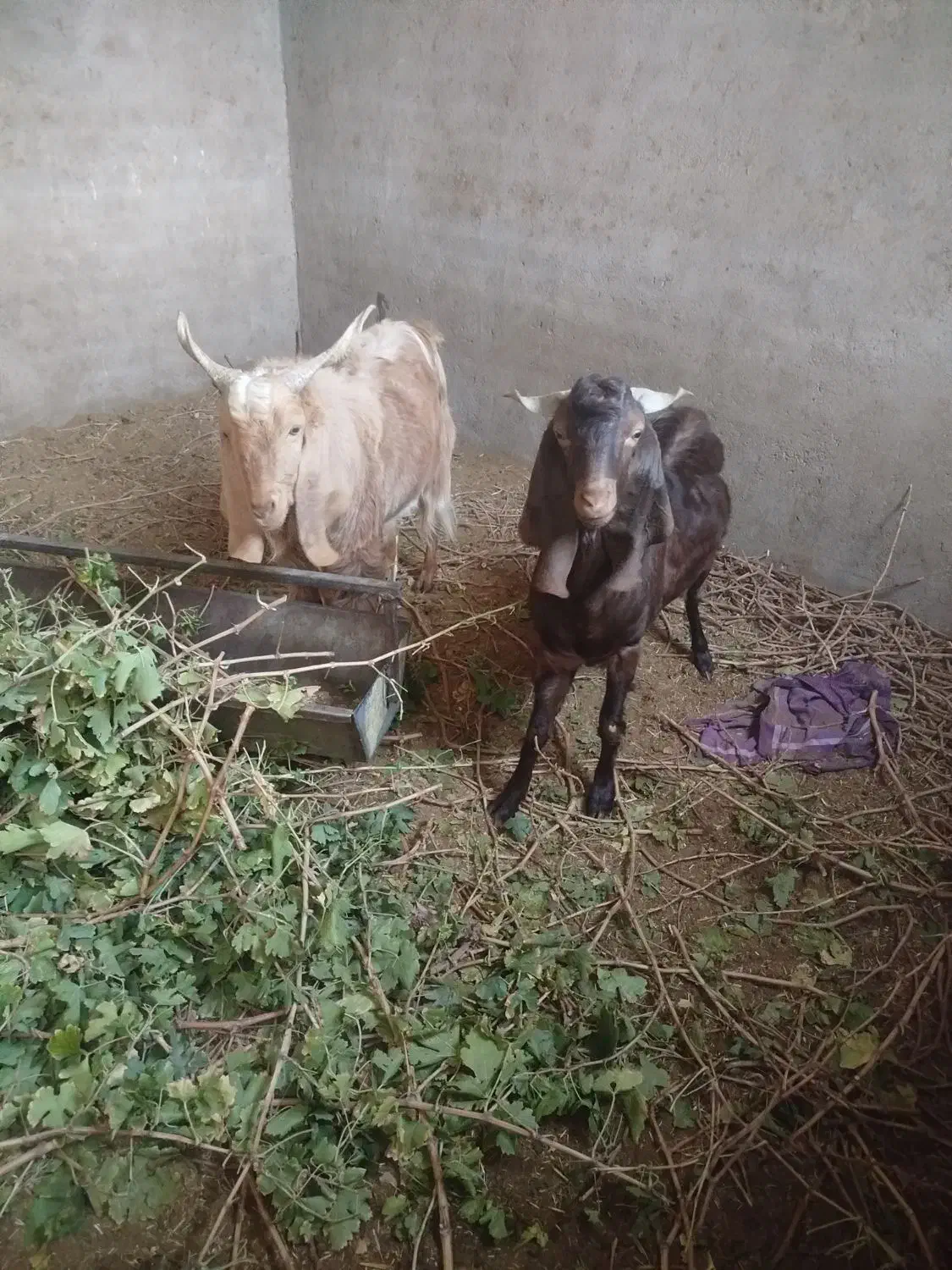 بزغاله فروشی|حیوانات مزرعه|بردسکن, |دیوار