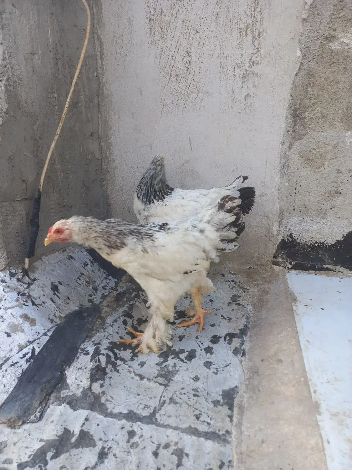 برهما لایت|حیوانات مزرعه|هشتگرد, شهرک بعثت|دیوار