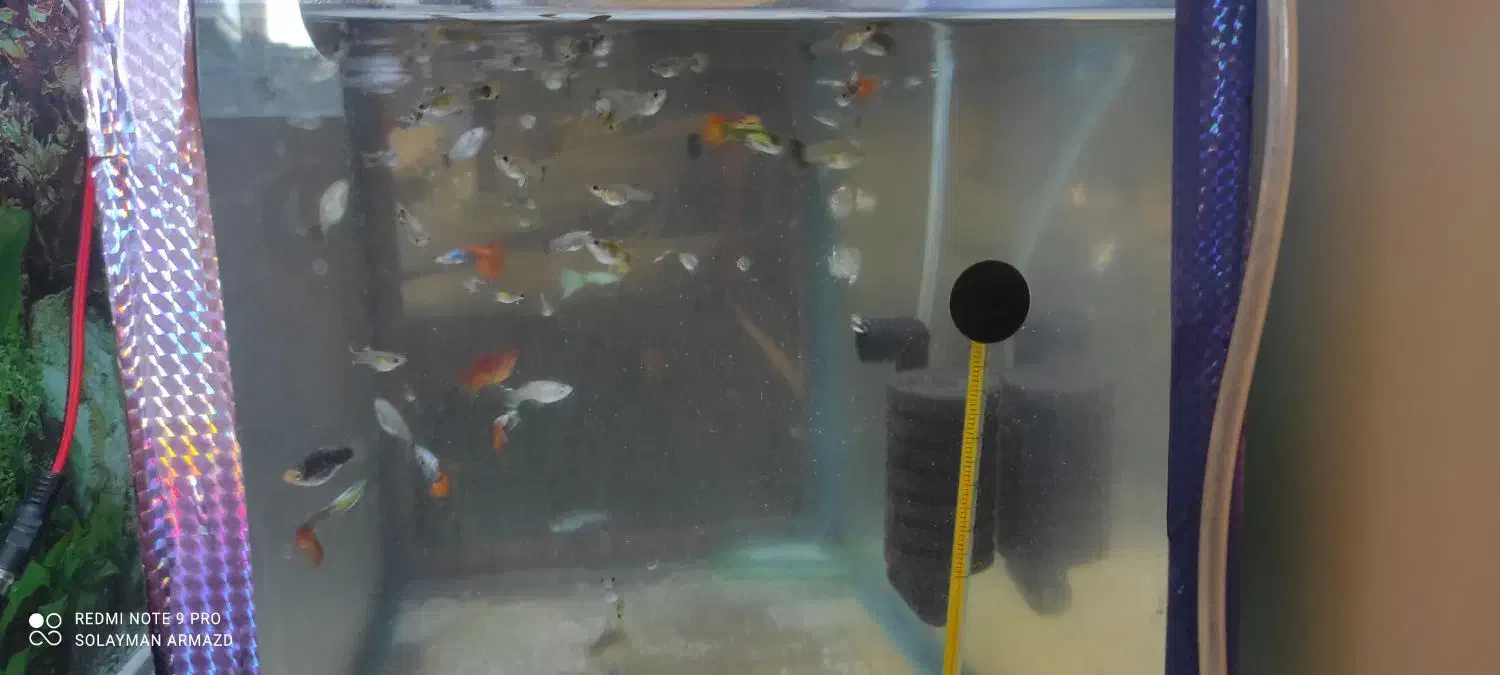 ماهی مخصوص شب یلدا|ماهی|بندرعباس, |دیوار