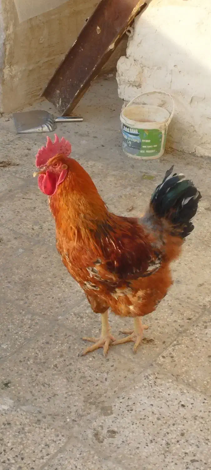 خروس محلی|حیوانات مزرعه|رباط‌کریم, شترخوار|دیوار