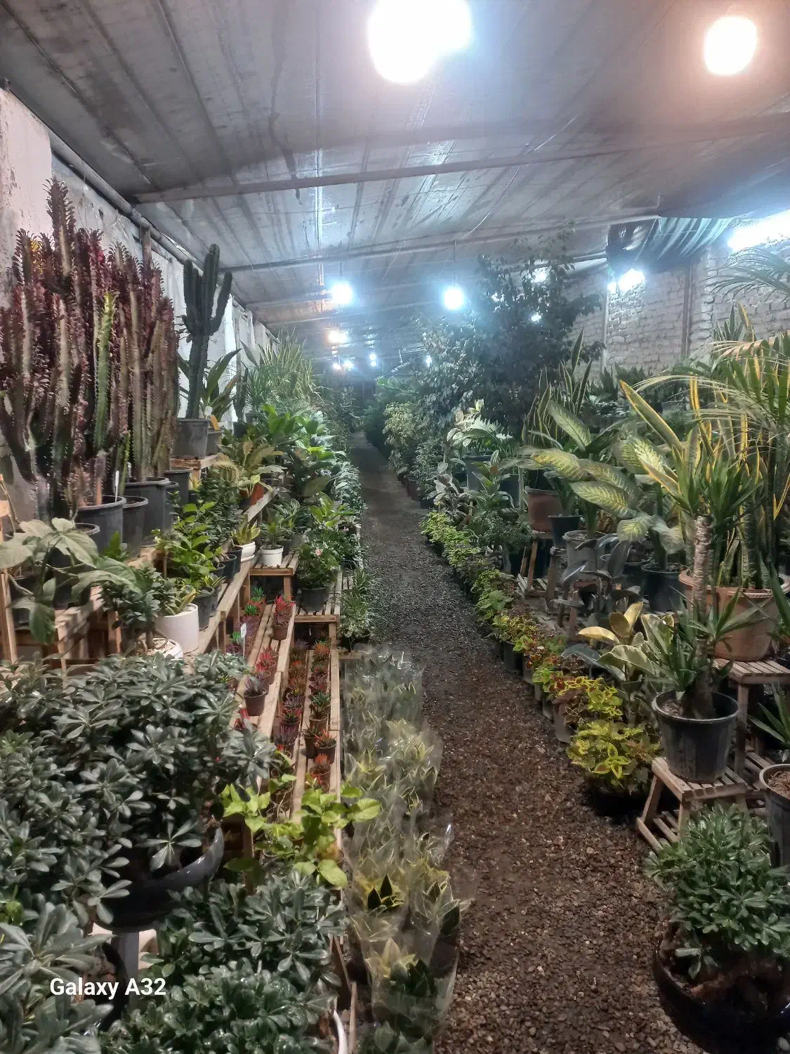 واگذاری ۳۰۰ متر گلخانه فروشگاهی|اجارهٔ دفتر صنعتی، کشاورزی، تجاری|مشهد, حضرت حجت|دیوار