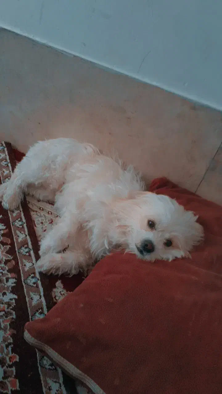 سگ ماده شیتزو|سگ|تربت جام, شهرک آزادگان|دیوار