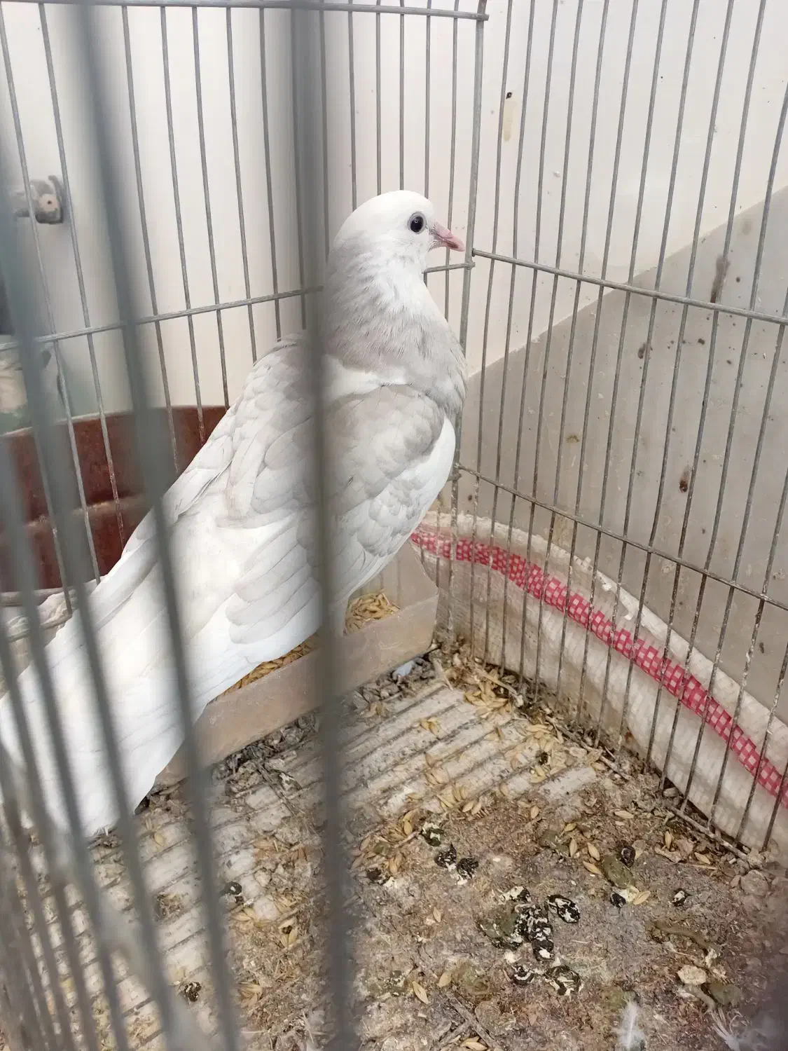 دوکت|پرنده|پیر بکران, |دیوار