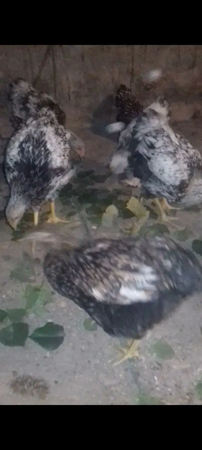 ویاندوت 9ماهه|حیوانات مزرعه|یامچی, |دیوار