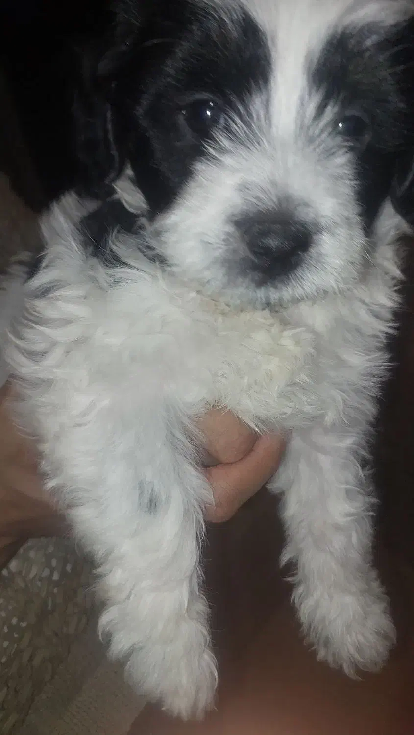 توله سگ شیتزو ترییر|سگ|یزد, |دیوار