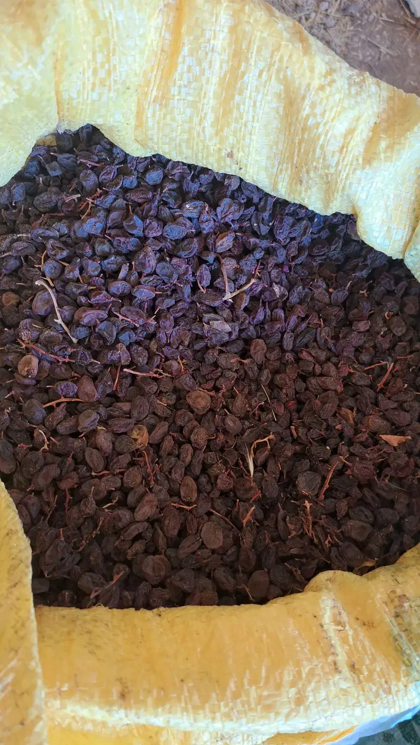 کشمش عسگری|خوردنی و آشامیدنی|قزوین, |دیوار