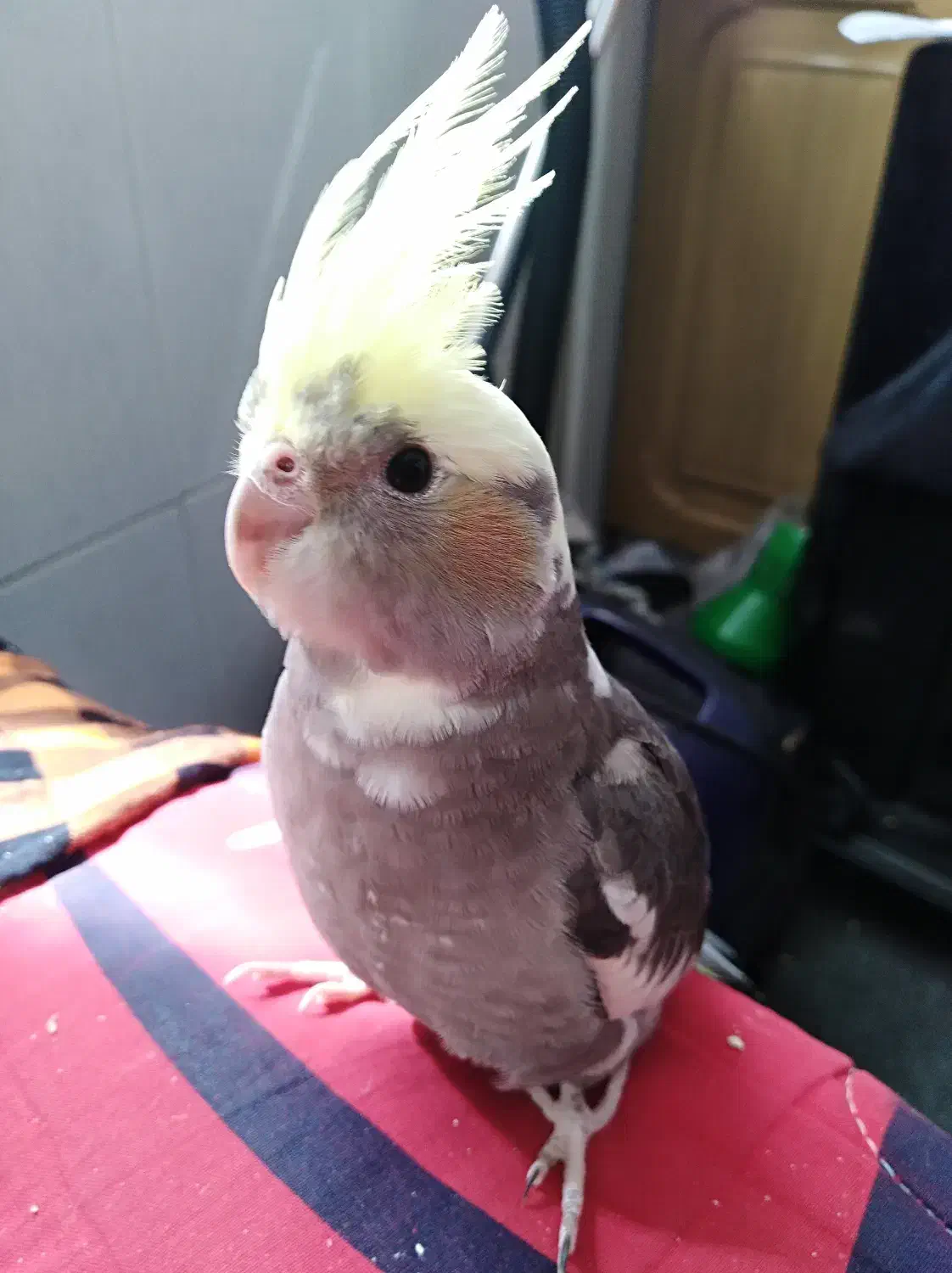 عروس هلندی خاکستری با تاج زرد رنگ گمشده|حیوانات|شیراز, شهرک ترکان|دیوار