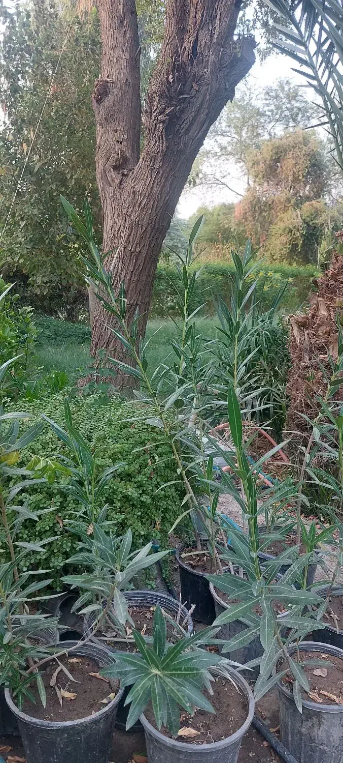 گل و گیاه نهال|گل و گیاه طبیعی|اهواز, شهرک نفت|دیوار