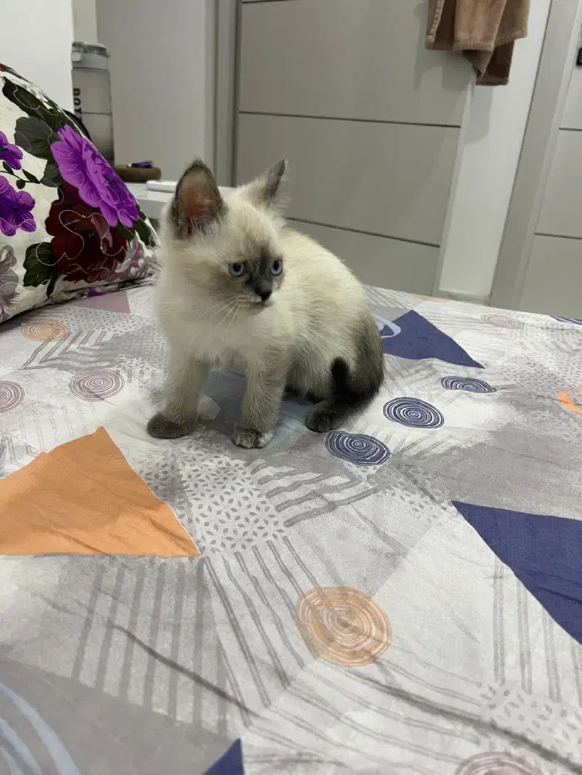 گربه سیامی و اسکاتیش|گربه|بندرعباس, |دیوار