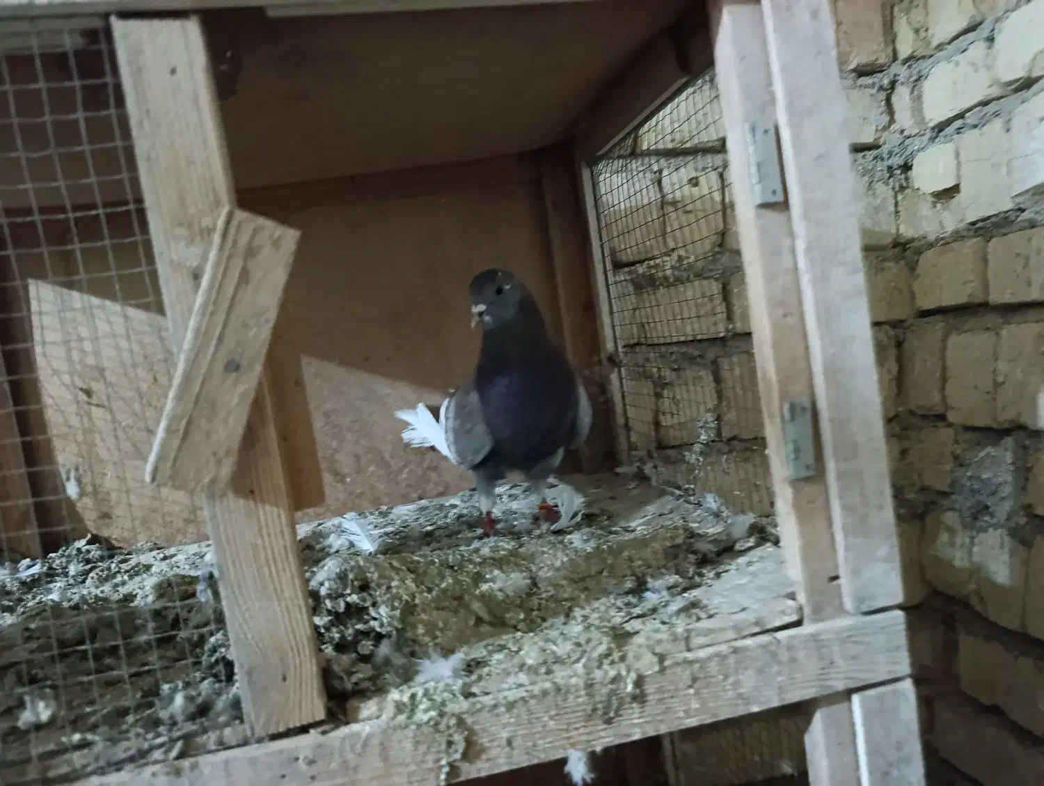 200|پرنده|کوهدشت, |دیوار