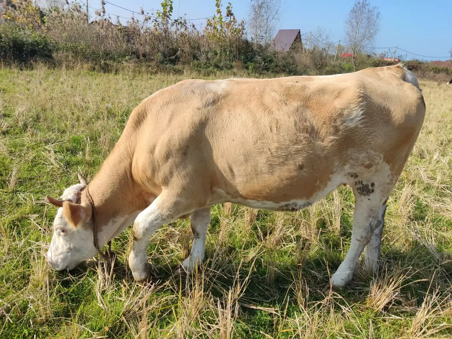 گاو سیمینتال شکم دار لیشه|حیوانات مزرعه|کیاشهر, |دیوار