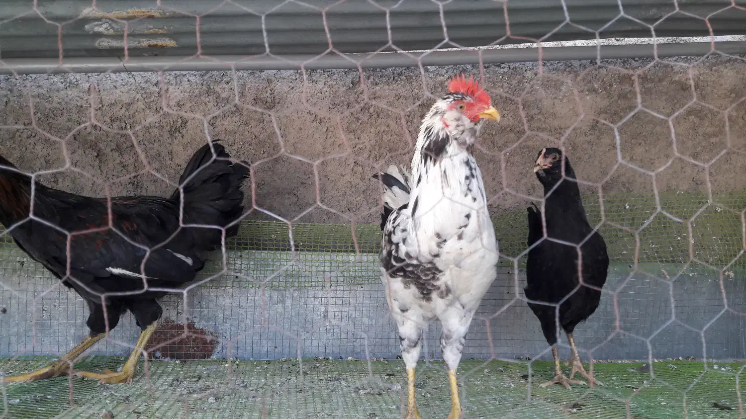 مرغ گلین|حیوانات مزرعه|فردوس (خراسان), |دیوار