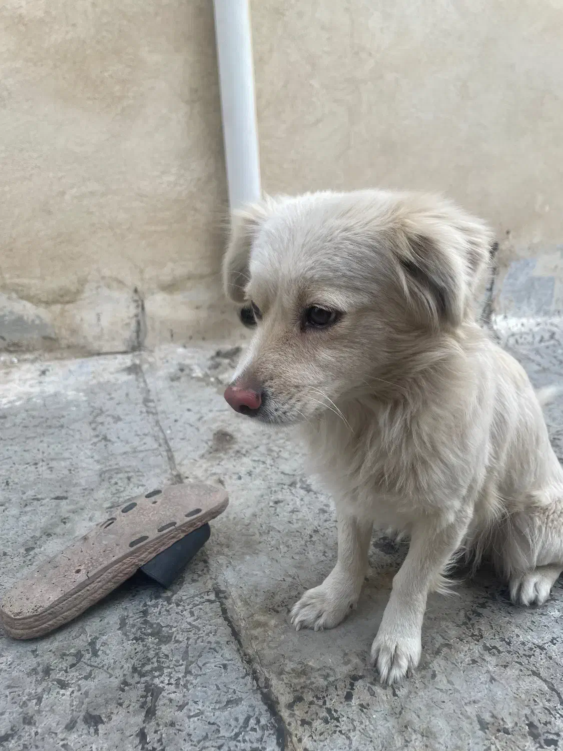 سگ اشپیتز ماده|سگ|گلستان (تهران), |دیوار