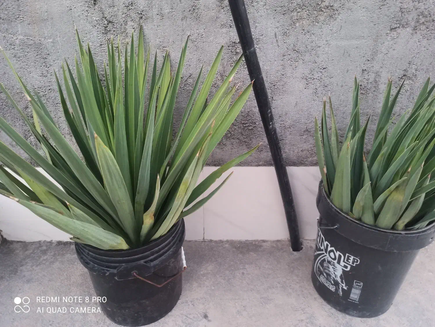 یوکا باغی|گل و گیاه طبیعی|اهرم, |دیوار