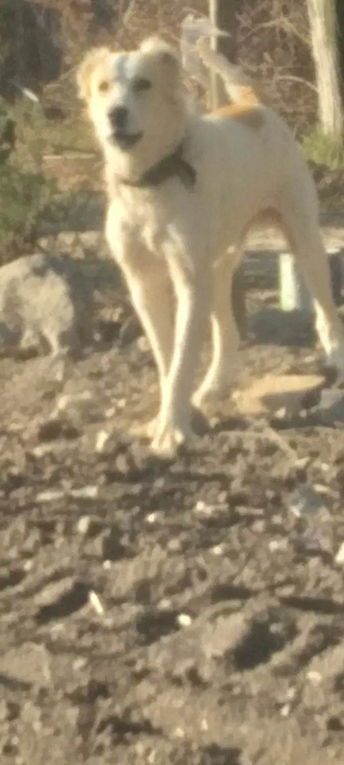 واگذاری سگ|سگ|گرگان, |دیوار