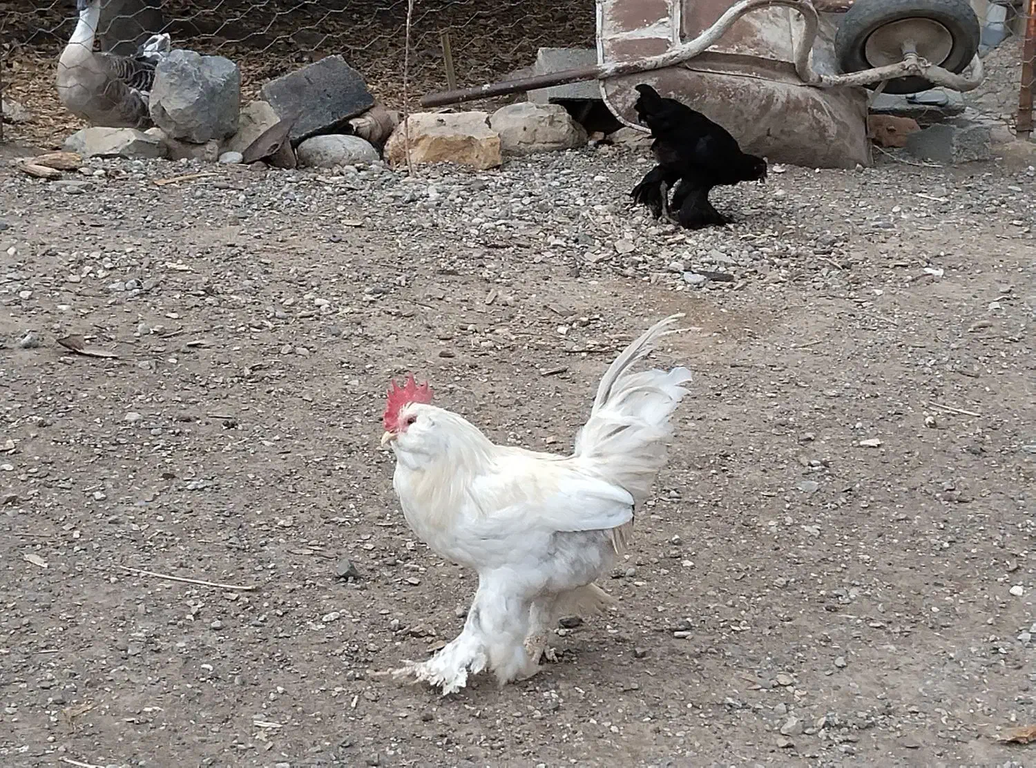 خروس ومرغ|حیوانات مزرعه|مزرعه کتول, |دیوار