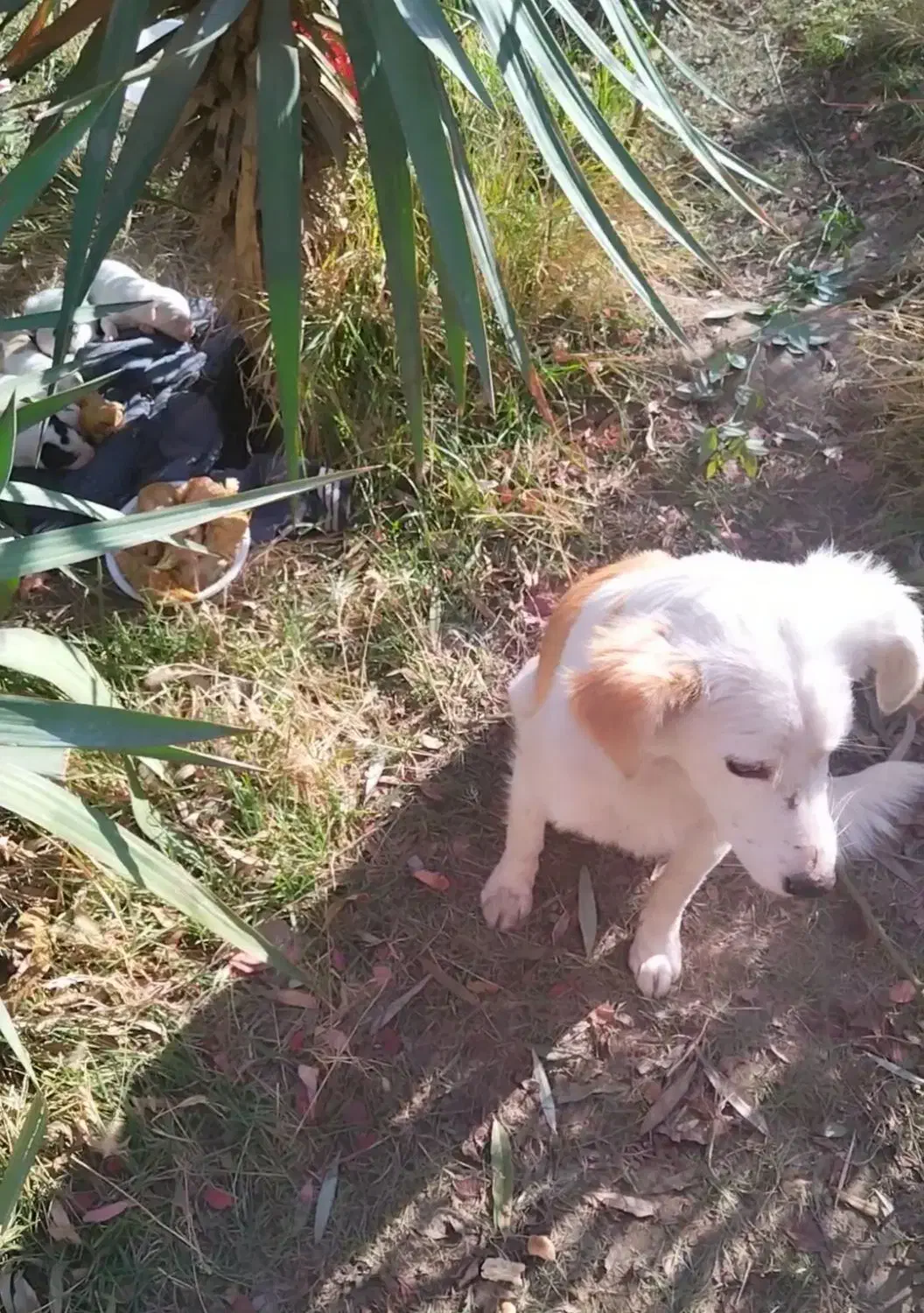 5تا توله سگ|سگ|شهریار, یوسف آباد صیرفی|دیوار