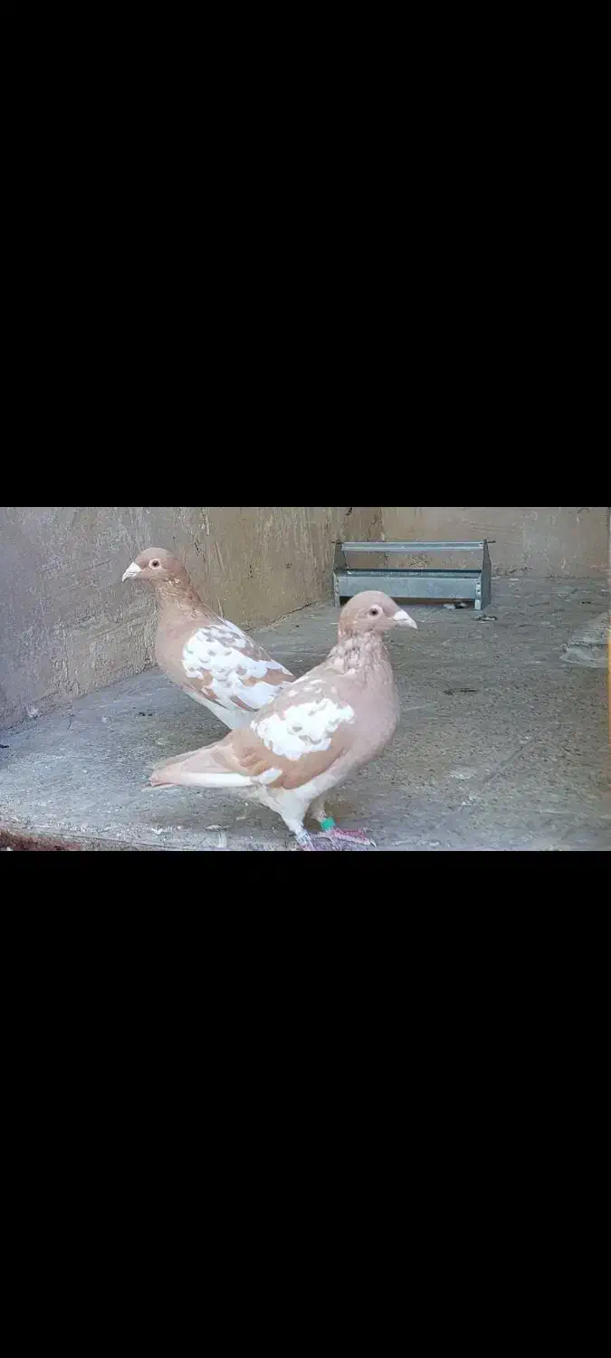 کبوترکارل میولمنز|پرنده|شیراز, باغشهر قصر سبز|دیوار