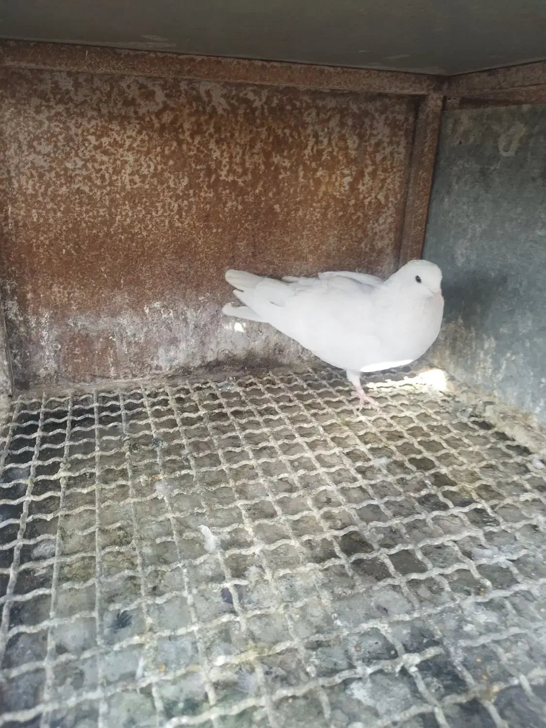 کبوتر پرشی و دمگیر|پرنده|اصفهان, کارلادان|دیوار