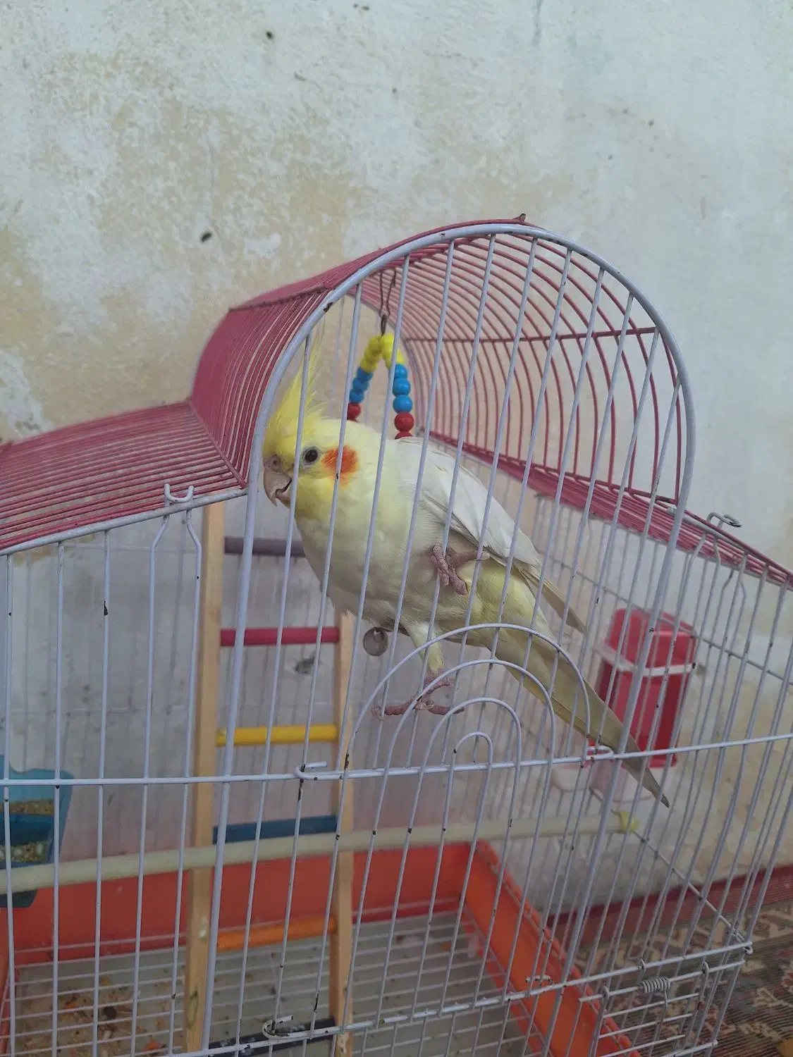 طوطی نر|پرنده|شوشتر, |دیوار