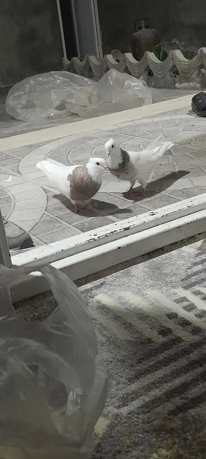 جفت طوقی|پرنده|جیرفت, |دیوار