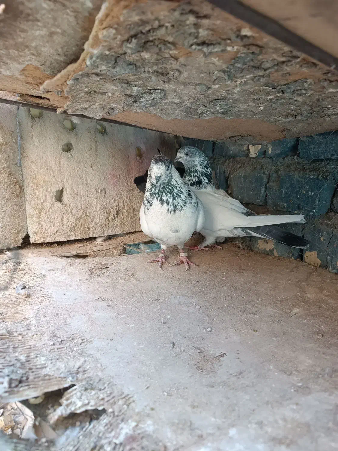 کبوتر پرشی|پرنده|اصفهان, بابوکان جنوبی|دیوار