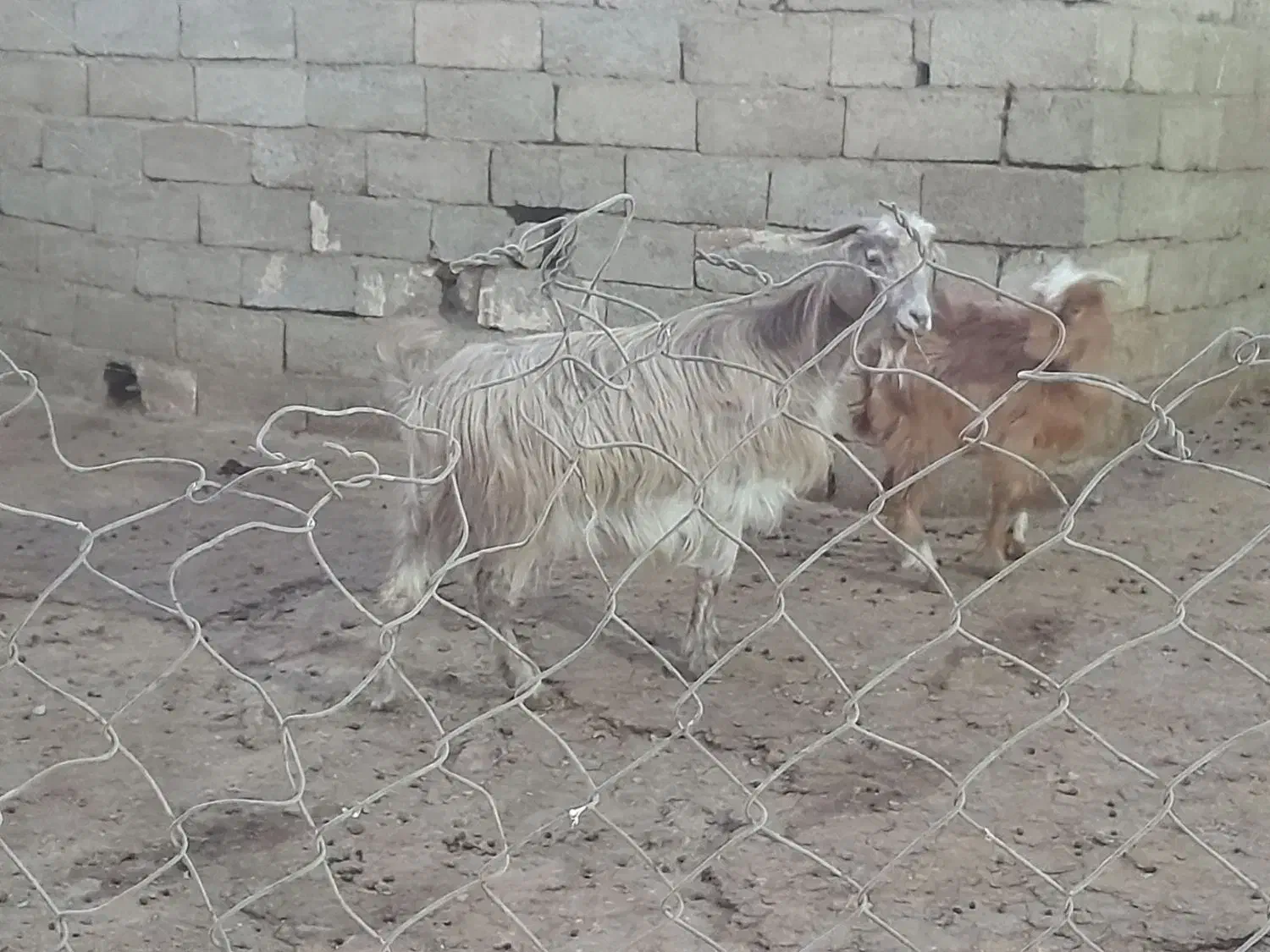 بز جوان همراه بزغاله نر|حیوانات مزرعه|صائین قلعه, |دیوار