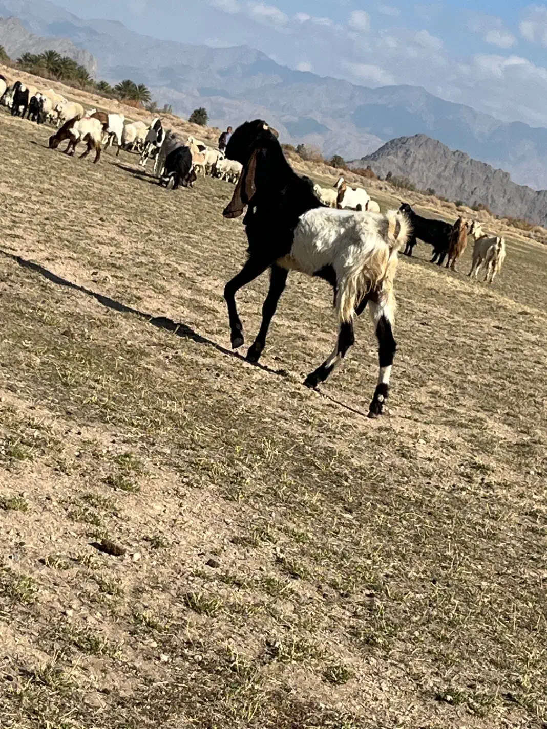 قوچ گوراند پاچن|حیوانات مزرعه|خاش, |دیوار