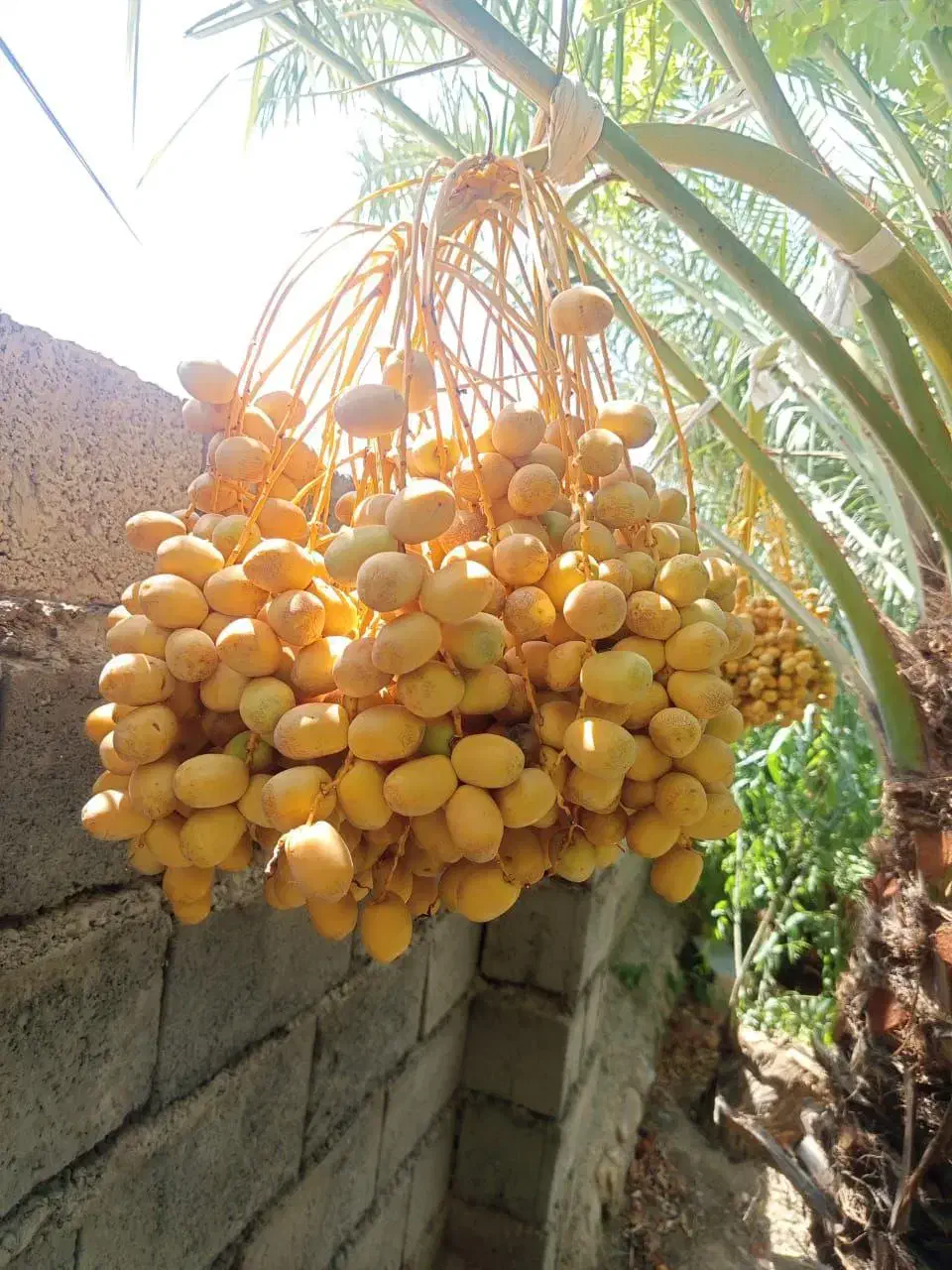 خرما خارک|خوردنی و آشامیدنی|تهران, دروس|دیوار