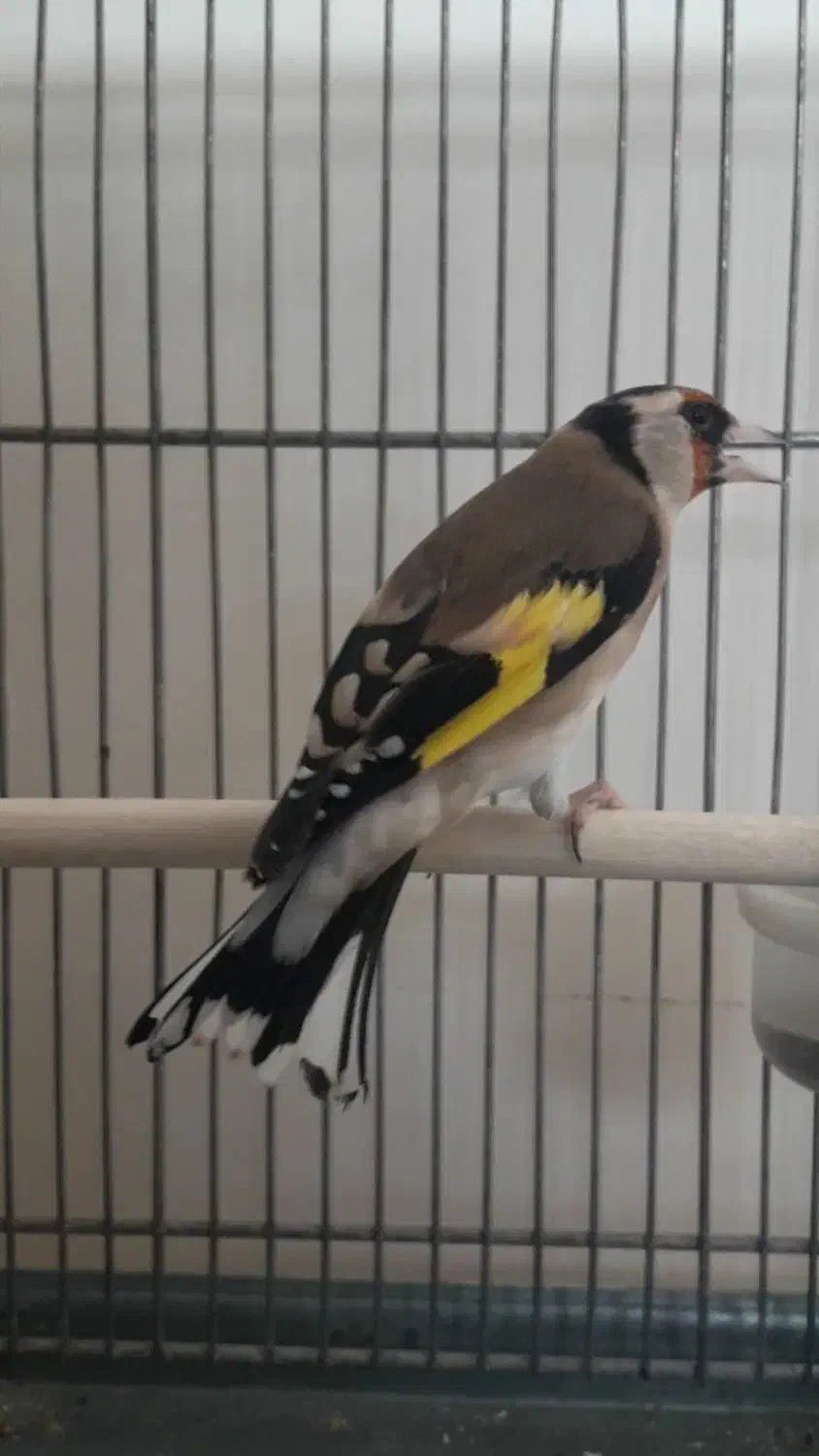 سهره ماده جوجه تویسرکان|پرنده|پردیس, فاز ۹|دیوار