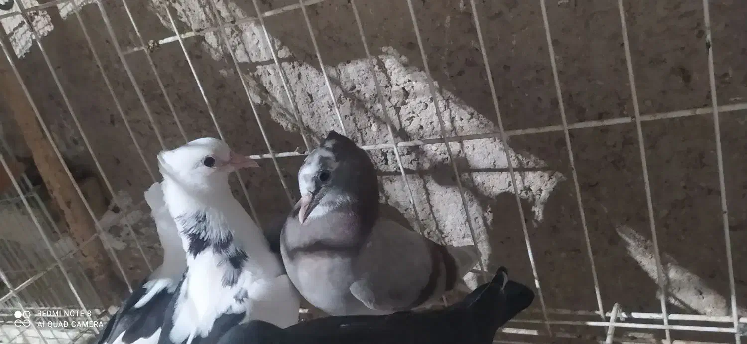 هفت جوجه کبوتر|پرنده|خورموج, |دیوار