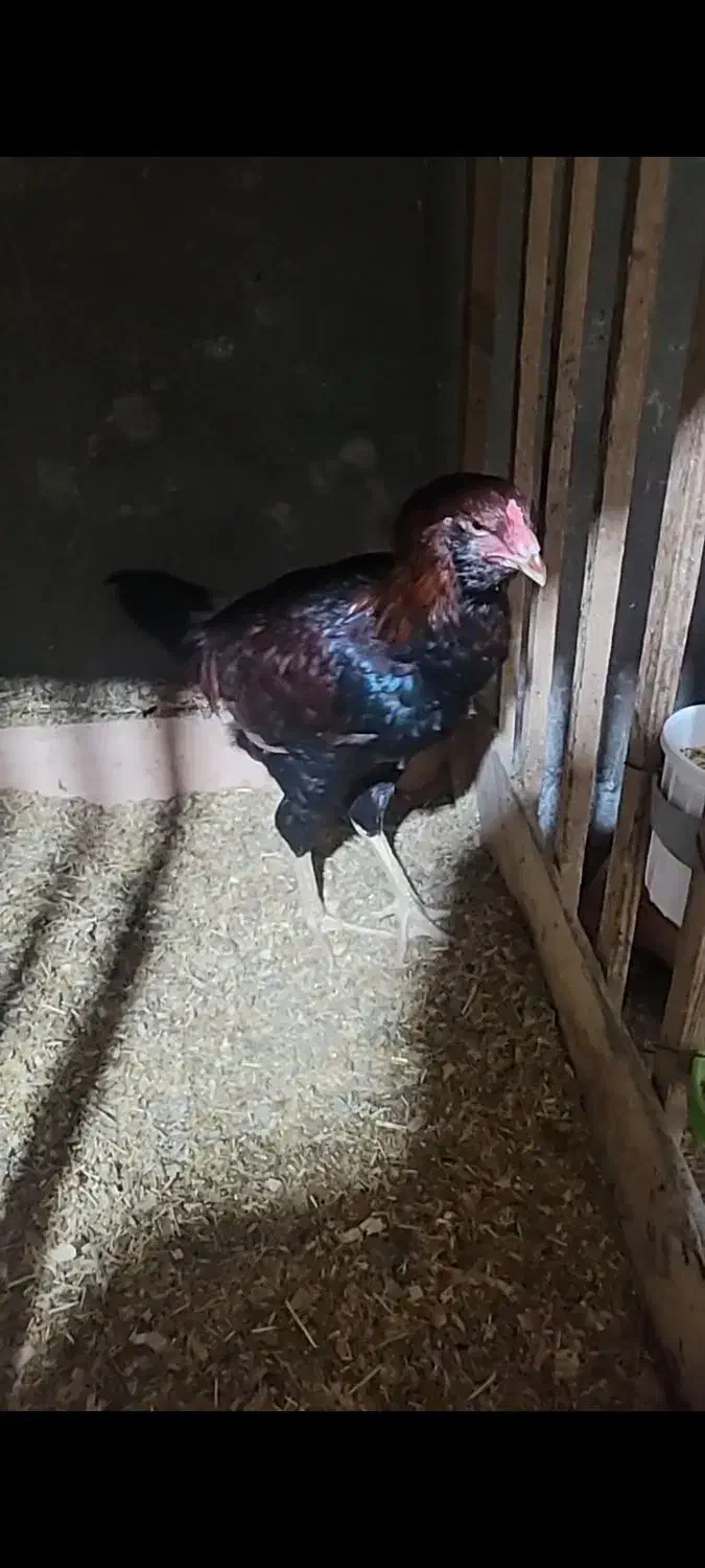 جوجه خروس لاری|حیوانات مزرعه|بابل, |دیوار