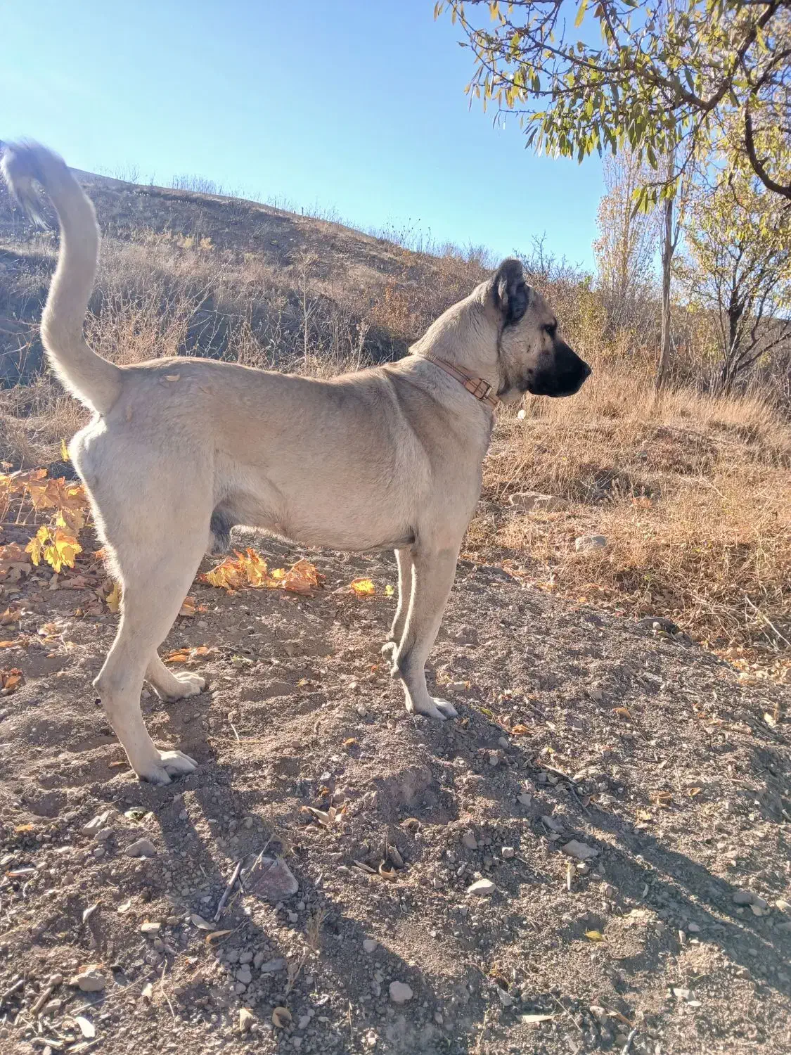 سگ سرابی|سگ|حلب, |دیوار