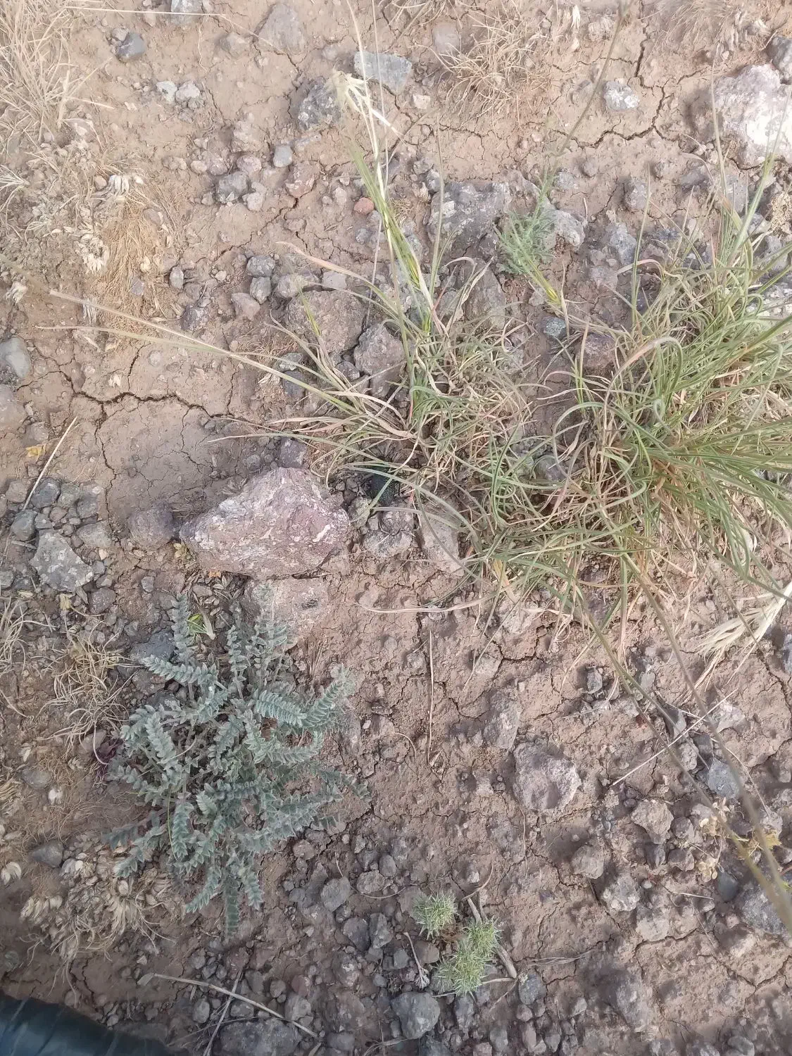 فروش زمین کشاورزی|فروش دفتر صنعتی، کشاورزی، تجاری|هیر, |دیوار