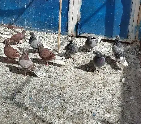 کفتر|پرنده|قم, باجک دو|دیوار