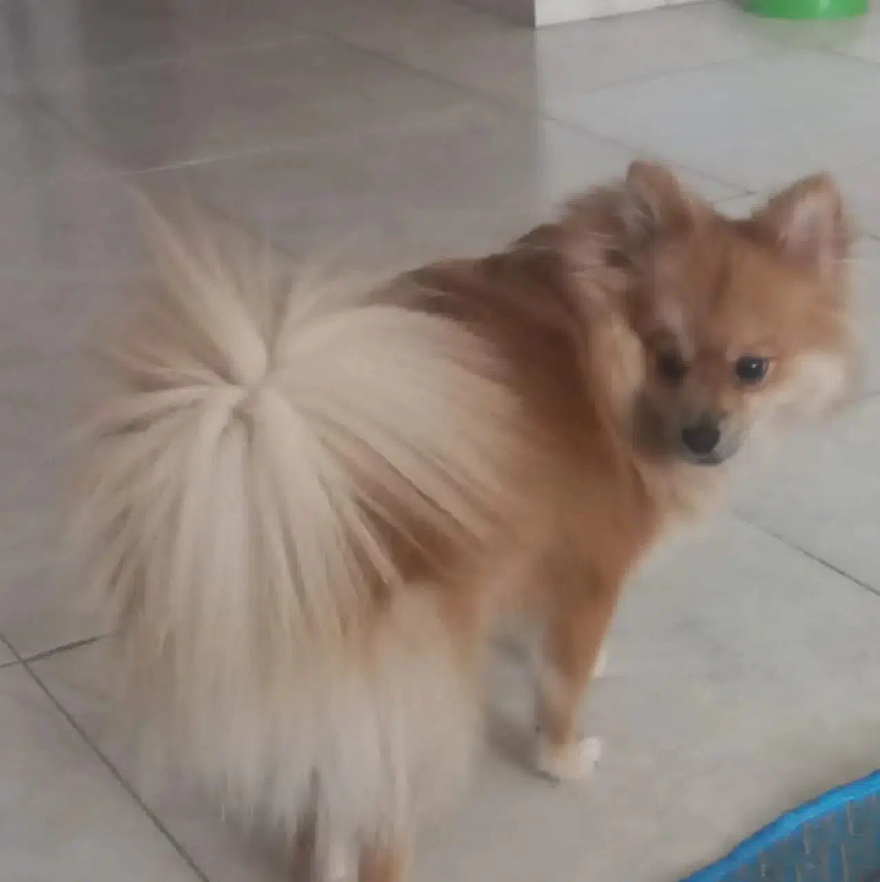 سگ پامر|سگ|رشت, حومه رشت|دیوار