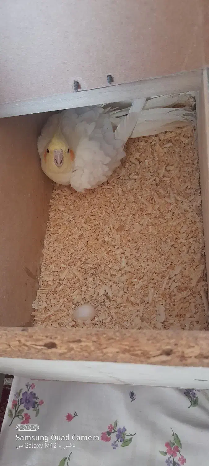 یک جفت عروس هلندی|پرنده|نیشابور, شهرک اندیشه|دیوار