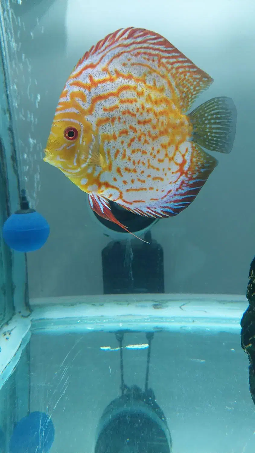 فروش ماهی دیسکس|ماهی|اندیشه, پرنیان|دیوار