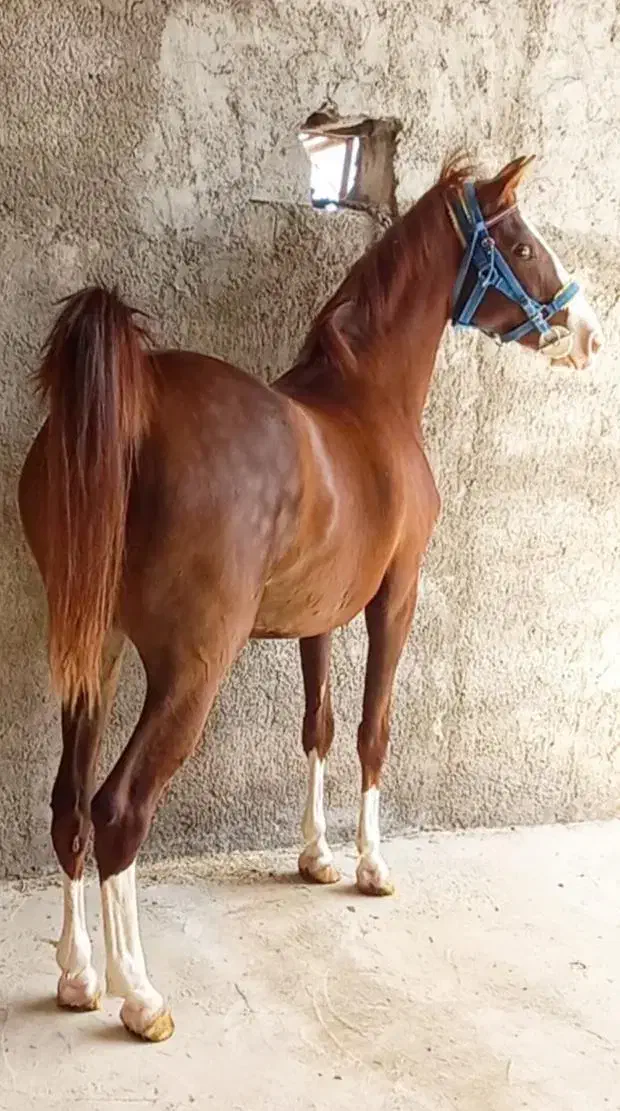 مادیون ۴ساله|اسب و تجهیزات اسب‌سواری|اصفهان, قهجاورستان|دیوار