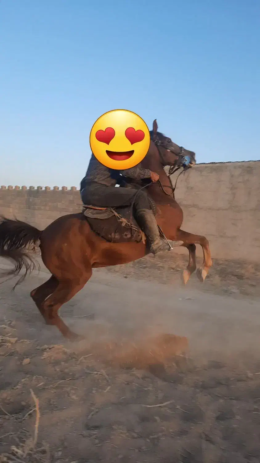 مخصوص تولید|اسب و تجهیزات اسب‌سواری|خمین, |دیوار