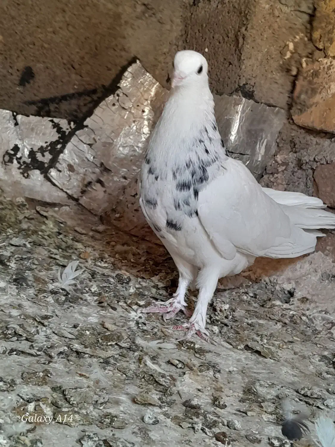 طوقی هفترنگ نر کاکلی|پرنده|جلگه رخ, |دیوار