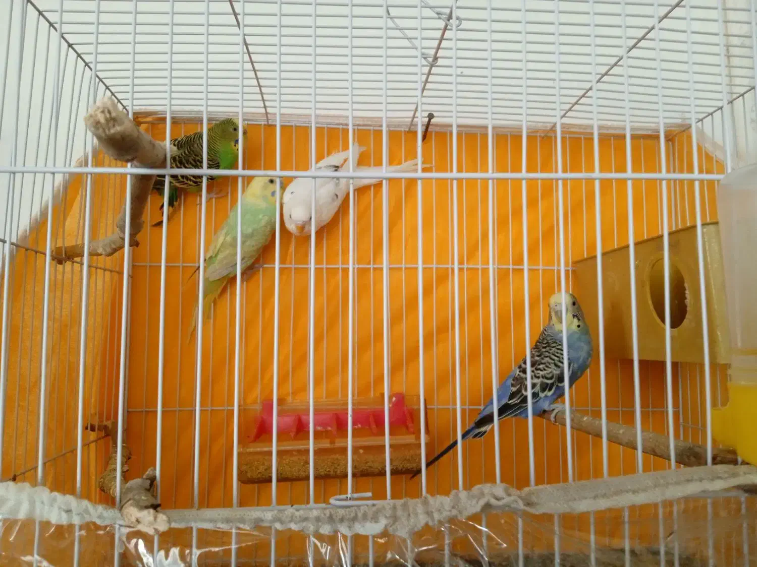 دو جفت مرغ عشق به فروش میرسد|پرنده|مشهد, مهدی آباد (بلوار توس)|دیوار