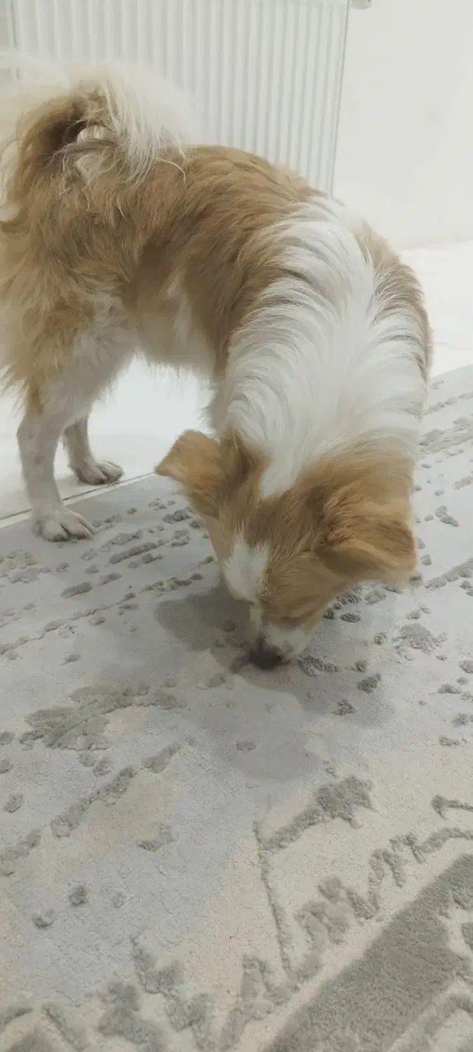 پیدا شده|حیوانات|کهریزک, |دیوار