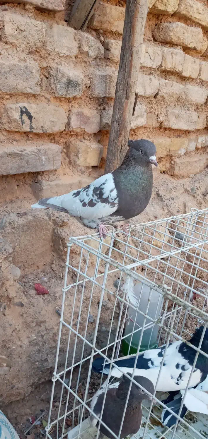 کبوتر کله سرکه ای|پرنده|مرودشت, ثبت احوال|دیوار