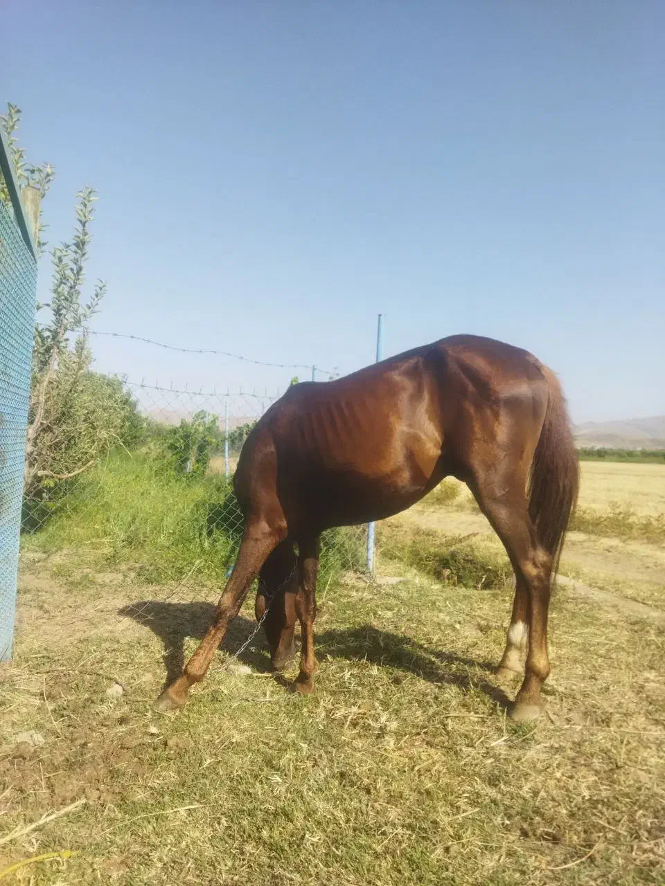 اسب نریان ۵ساله|اسب و تجهیزات اسبسواری|ارومیه, |دیوار