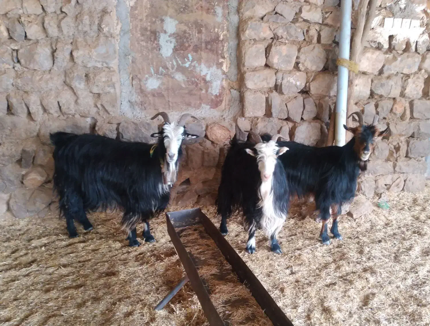 بز چاق|حیوانات مزرعه|ایذه, |دیوار