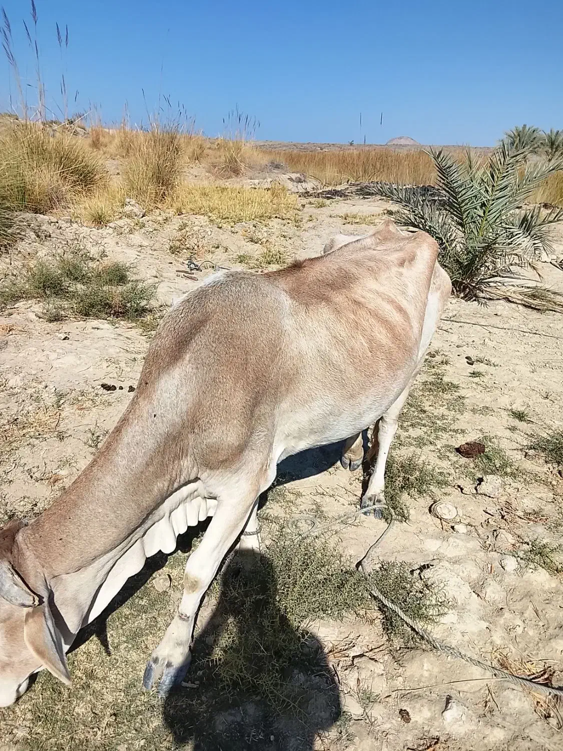 گاو فروشی|حیوانات مزرعه|مهرستان, |دیوار